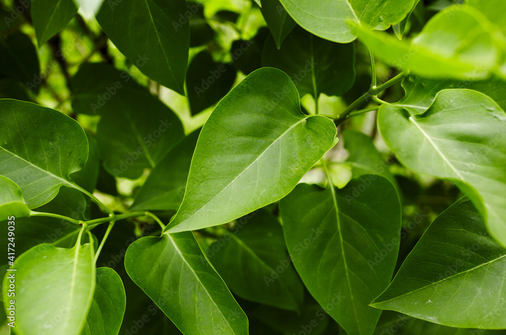 Beautiful green lilac leaves on branch Beautiful green lilac leaves on branch