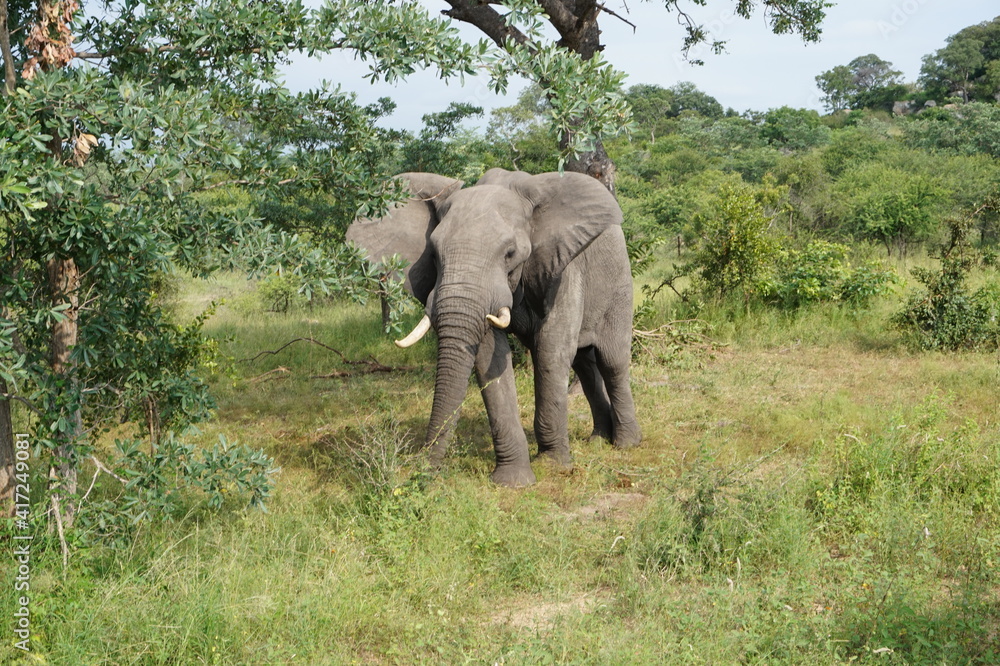 elephant in the wild elephant in the wild