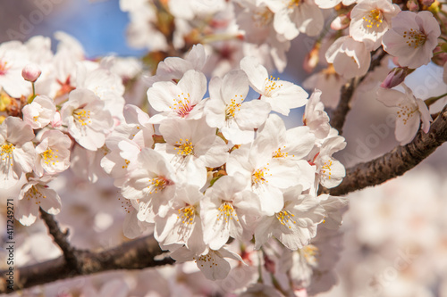 Japanese yoshino cherry tree with white cherry blossom photo