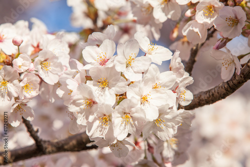 Foto Japanese yoshino cherry tree with white cherry blossom