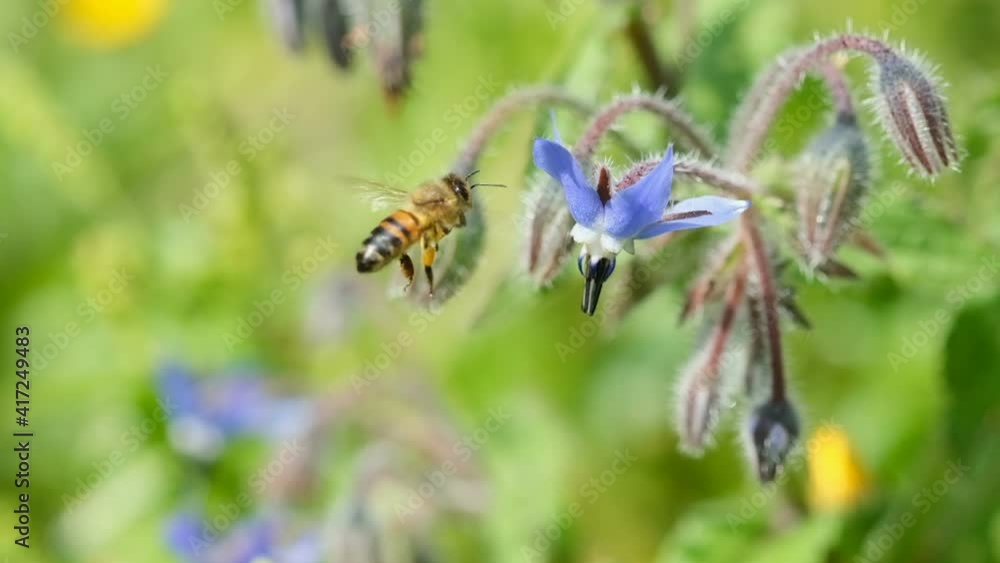 Honey bee while collecting pollen from borage flower,animal insect pollination Honey bee while collecting pollen from borage flower,animal insect pollination