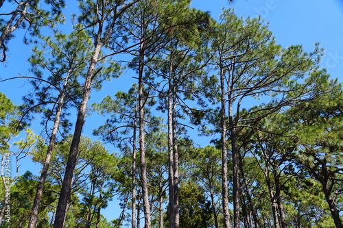 The tall pine trees with the background of the blue sky