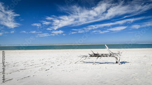 Trunk trees on a beach
