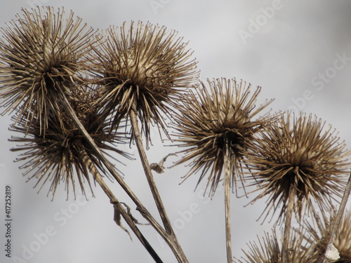 Thistle Plant in winter 