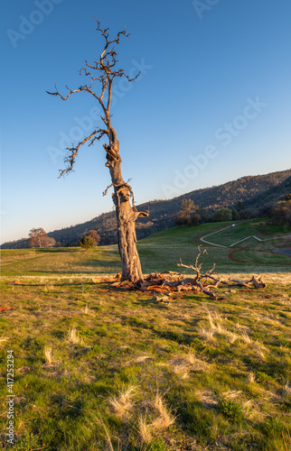 Fototapeta Naklejka Na Ścianę i Meble -  tree on the hill