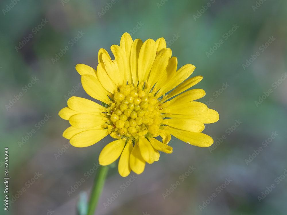 The yellow flower of the common herb found in the Australian Mallee known as the Burr Daisy (Calotis cymbacantha) The yellow flower of the common herb found in the Australian Mallee known as the Burr Daisy (Calotis cymbacantha)