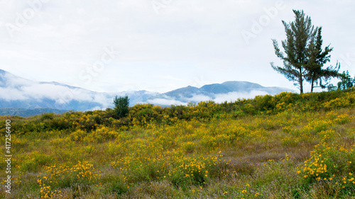 Paisaje con flores amarillas