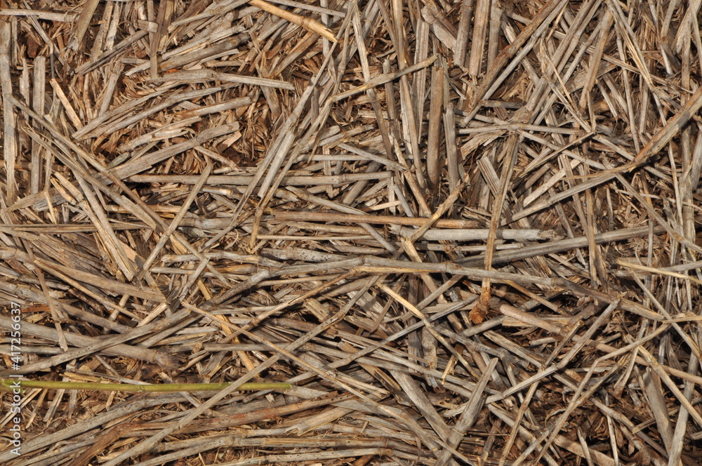 Dry straw background pattern rice stacks rough feed 