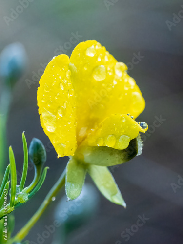 The large yellow pea shaped flowers of the scrambling herbaceous plant endemic to the eastern half of Australia known as the Common Wedge-pea (Gompholobium heugelii). photo