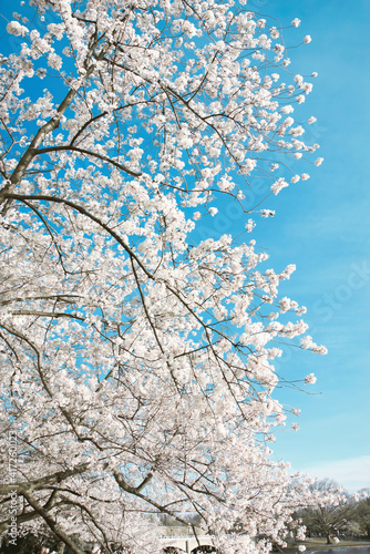 A close up of a Cherry Blossom tree