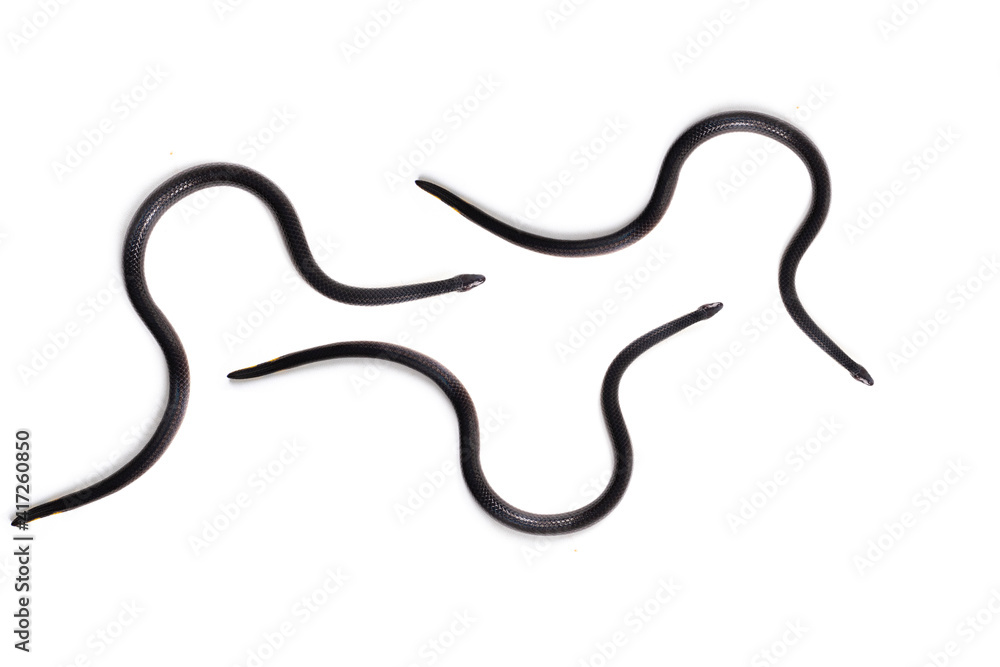 small black snake isolated on white background small black snake isolated on white background