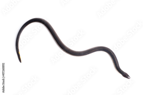 small black snake isolated on white background 