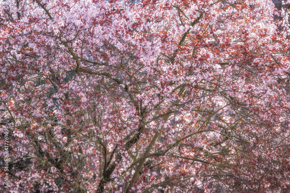 delicate image of the cherry blossom tree in bloom. delicate image of the cherry blossom tree in bloom.