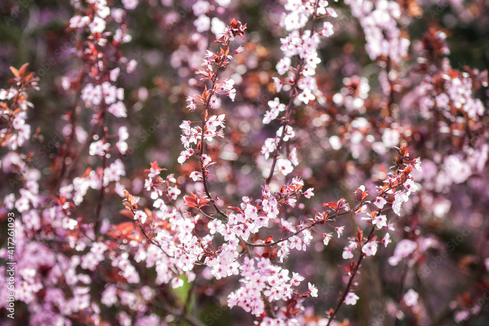 cherry blossom branches. the flowers are pink and the image has a nice bokeh. cherry blossom branches. the flowers are pink and the image has a nice bokeh.