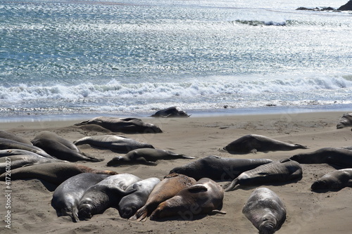 Northern Elephant seals sunbathing on the sandy beaches of Elephant Seal Vista point, San Simeon, California