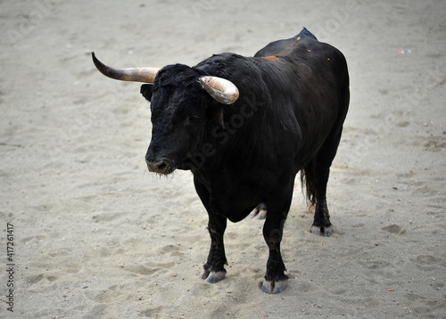 spanish bull with big horns on spain