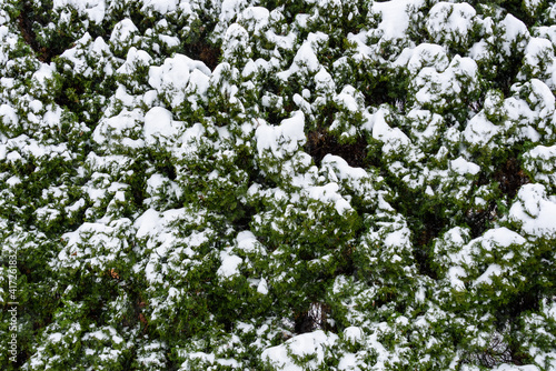 Snowy day, snow-covered row of arborvitae as a nature background 