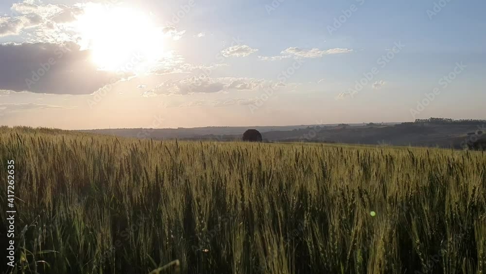 wheat field in morning fog - lavoura de trigo no Brasil wheat field in morning fog - lavoura de trigo no Brasil
