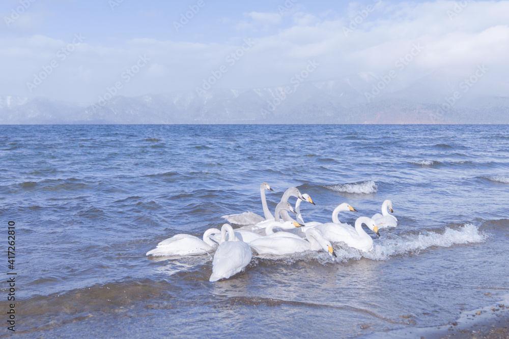 冬の北海道の屈斜路湖、癒される白鳥たちと湖と山の絶景、大自然を満喫