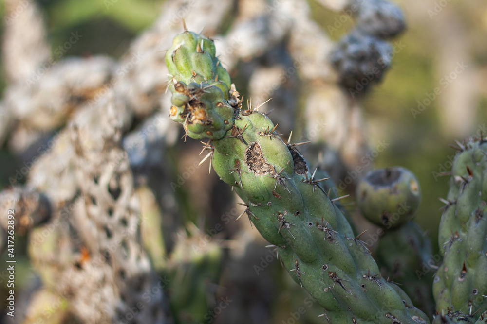 Obraz premium Cylindropuntia fulgida or commonly called choya. 