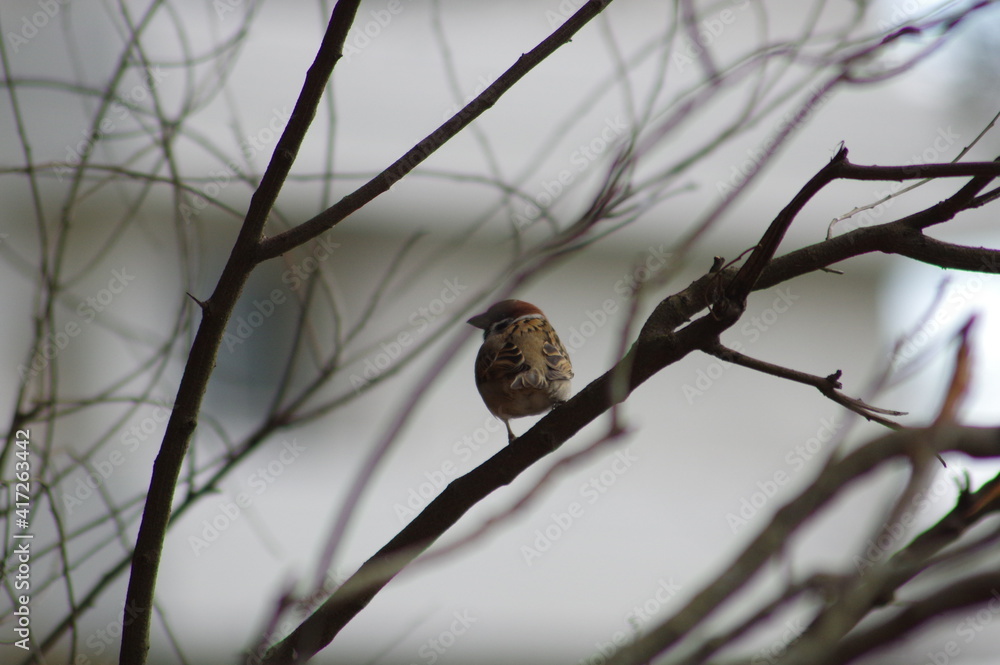 Obraz premium 木の枝にとまり羽を休めるスズメ