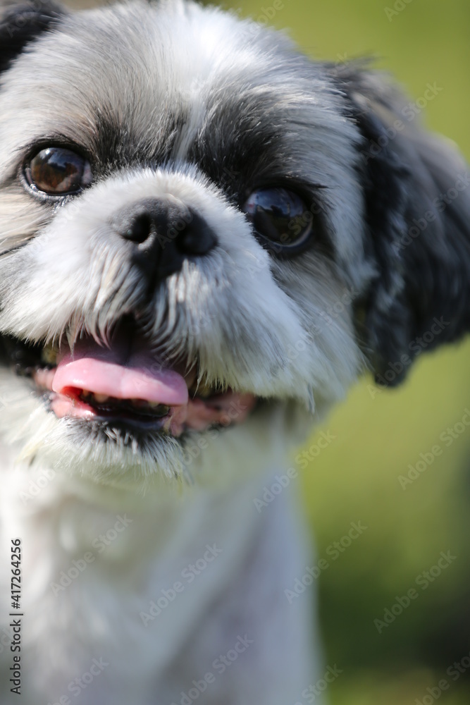 愛犬のポートレート