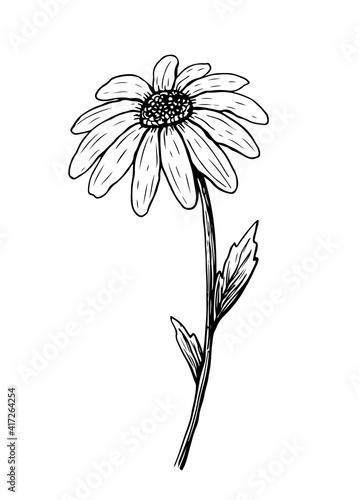 Doodle daisy flower isolated on white background. Sketch of chamomile. Vector hand-drawn illustration in line art style. Perfect for your projects, cards, invitations, print, decor, logo.