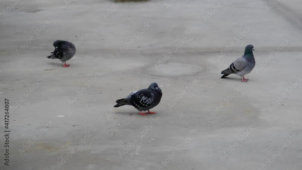Groups of doves and pigeons standing on white concrete ground. One of dove is scratch and itching their winds.Three piece of doves and pigeon. Gray feathers and colorful feathers on their necks. Groups of doves and pigeons standing on white concrete ground. One of dove is scratch and itching their winds.Three piece of doves and pigeon. Gray feathers and colorful feathers on their necks.