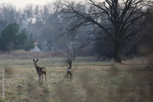 two young deer in a clearing