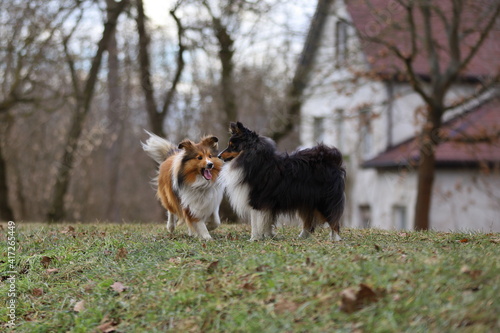  two dogs playing in the clearing Shetland Sheepdog Sheltie