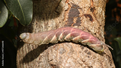 A large green, soft pink, eucalypt and white striped hawk moth caterpiller on a bark truck of a tree. photo
