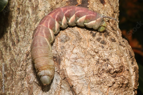 Close up detail of a large hawk moth caterpillar on the bark of a tree. Unique and intersting insect. photo