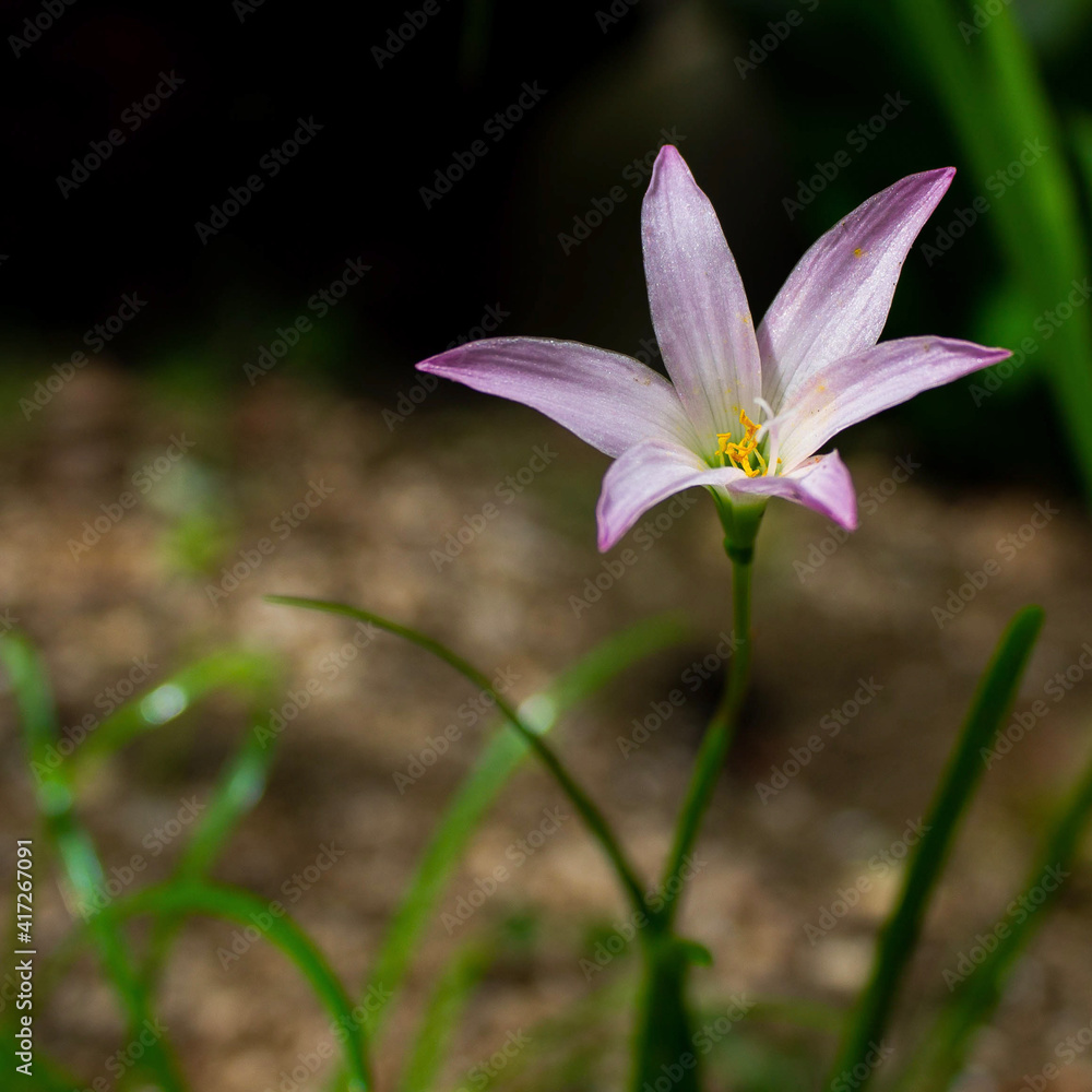 Fototapeta premium pink flower