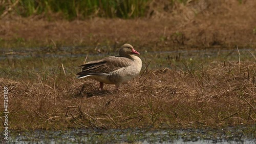 Greylag Goose, Anser anser, Bueng Boraphet, Nakhon Sawan, Thailand; facing to the right while standing on dried grass at the edge of the lake, looks around and closes its eyes to sleep one summer day. photo