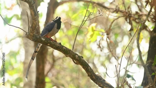 Red-billed Blue Magpie, Urocissa erythroryncha, 4K Footage, Huai Kha Kaeng Wildlife Sanctuary; facing to the right while, looks around curiously and starts preening its left wing one summer afternoon. photo