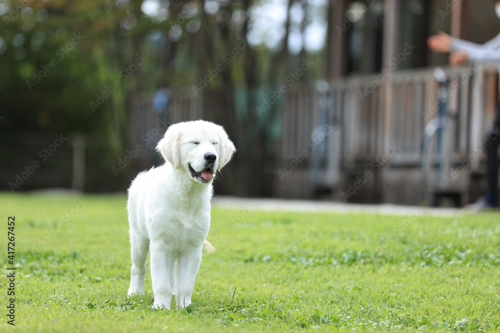 愛犬のポートレート 愛犬のポートレート