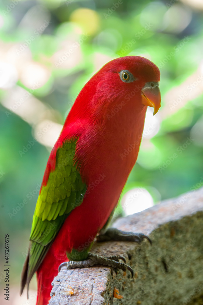 The chattering lory (Lorius garrulus) is a forest-dwelling parrot endemic to North Maluku, Indonesia. It is considered vulnerable, the main threat being from trapping for the cage-bird trade.