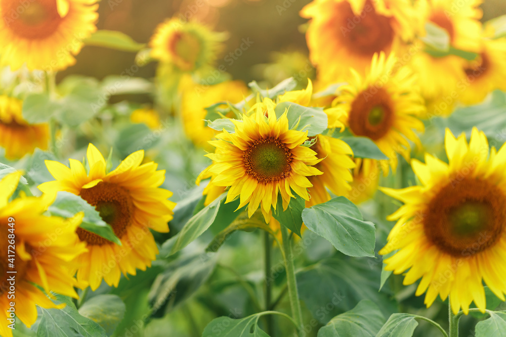 Field with blooming sunflowers on sunset.