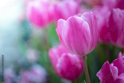 Beautiful bouquet of tulips. colorful tulips. nature background