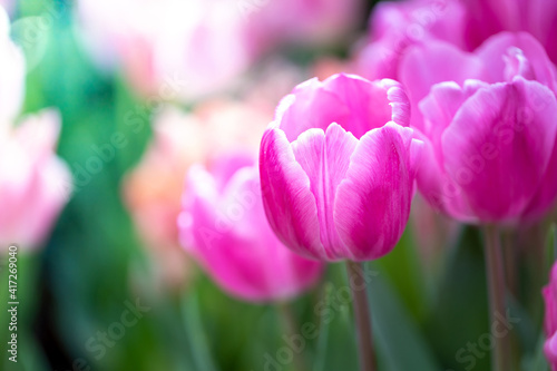 Beautiful bouquet of tulips. colorful tulips. nature background