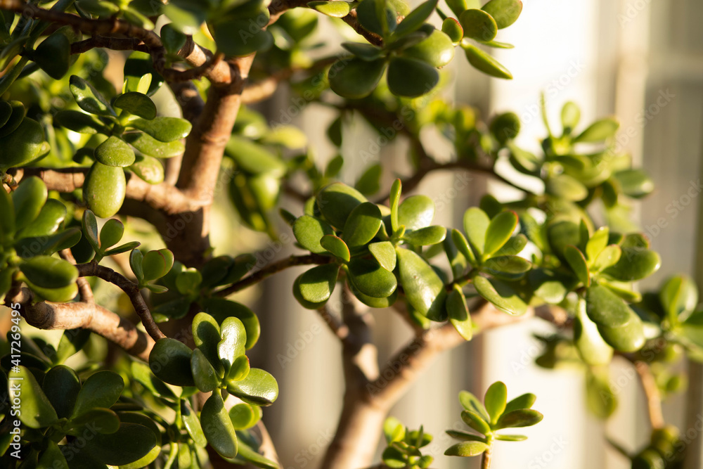 green leaves on a tree