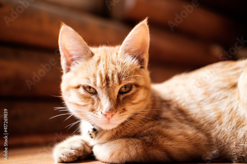 portrait of a cat © rodrigo
