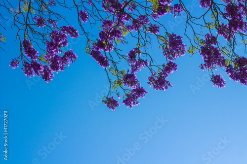 Jacarandas in blue sky