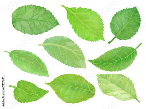green leaves isolated on white © Svetlana