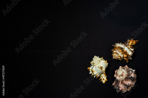 Group of three shells of sea snails of genus Murex on a black background.