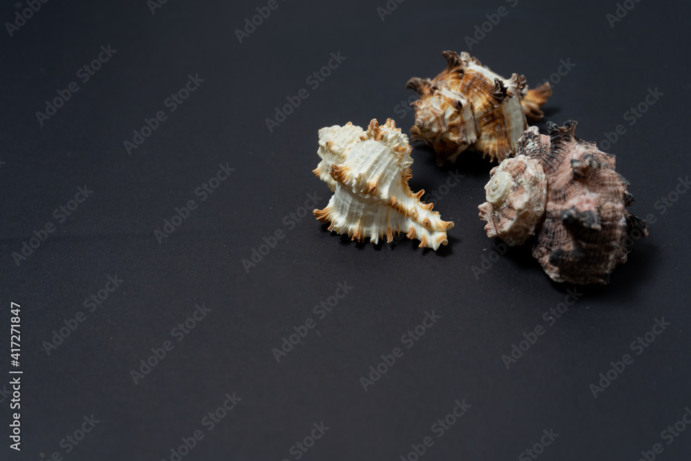 Group of three shells of sea snails of genus Murex on a black background. Group of three shells of sea snails of genus Murex on a black background.