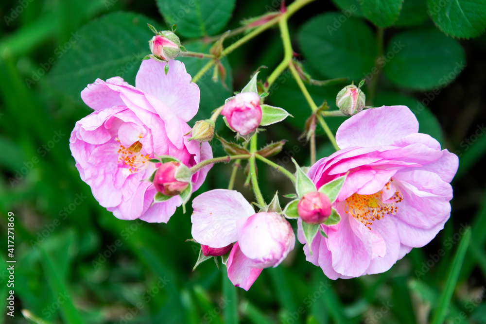 Bouquet of small wild roses in tropical garden of Central America, organic gift natural and aromatic flowers. Bouquet of small wild roses in tropical garden of Central America, organic gift natural and aromatic flowers.