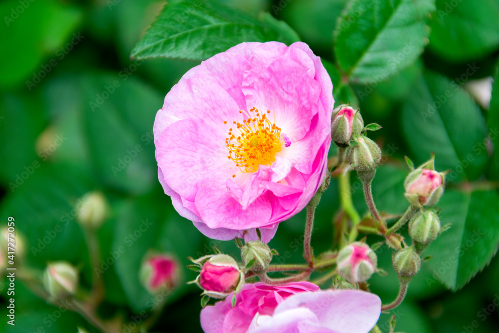 Bouquet of small wild roses in tropical garden of Central America, organic gift natural and aromatic flowers. Bouquet of small wild roses in tropical garden of Central America, organic gift natural and aromatic flowers.