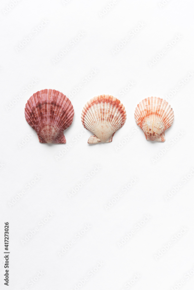 Various shells on a white backdrop. Natural marine theme background with copy space. Various shells on a white backdrop. Natural marine theme background with copy space.