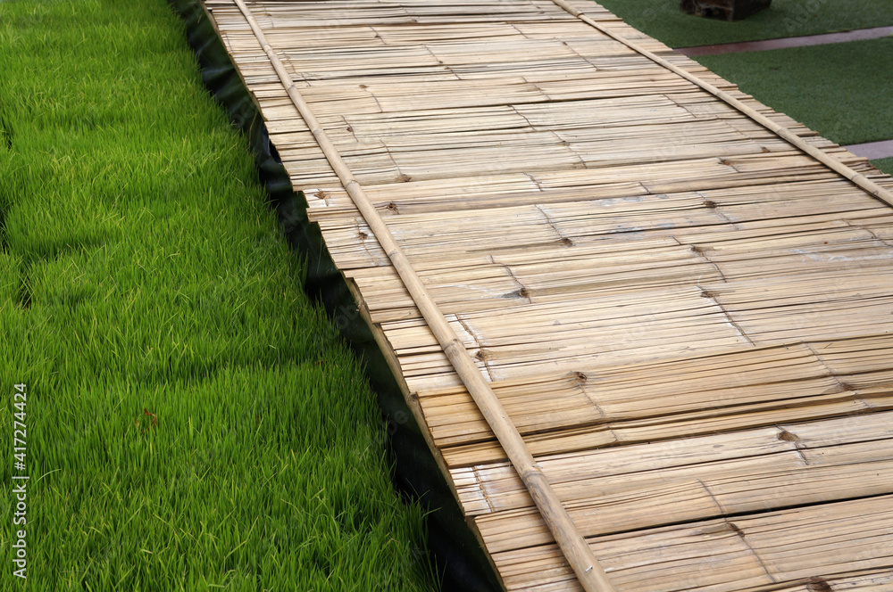 A bamboo bridge walk in the rice field. A bamboo bridge walk in the rice field.